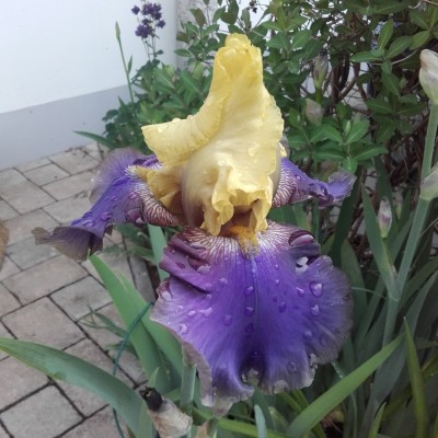 IrisJurassicParccoffen.jpg