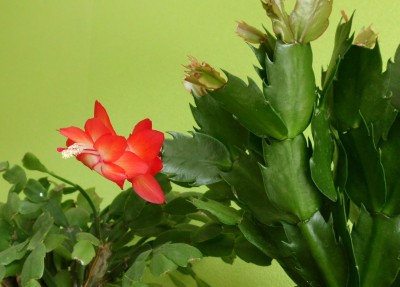 Schl. Nicolas (3).JPG