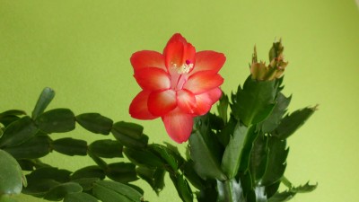 Schl. Nicolas (5).JPG