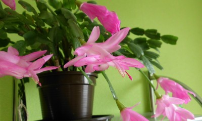 Schlumbergera alt (2).JPG