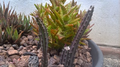 WP_20160517_10_12_13_Pro.jpg