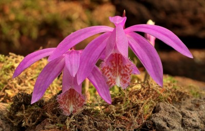 Pleione Myojin (1).jpg