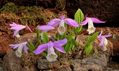 Pleione formosana (1).jpg