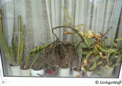 EpiFenster_2016_05_19 (1).JPG