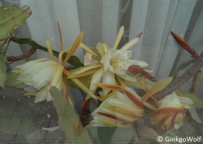 EpiFenster_2016_05_19 (2).JPG