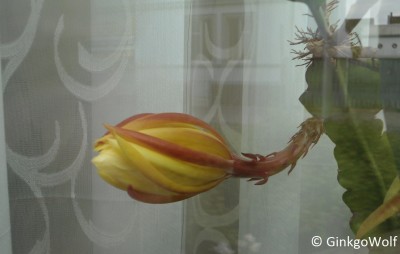 EpiFenster_2016_05_19 (3).JPG