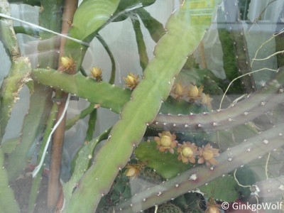 EpiFenster_2016_05_19 (4).JPG