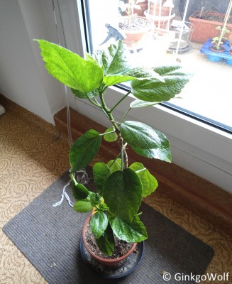 Hibiscus_rot_2016_05_19 (1).JPG