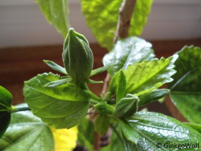 Hibiscus_rot_2016_05_19 (2).JPG