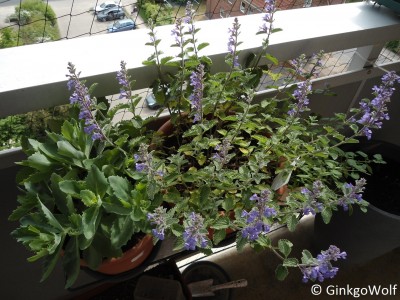 balkon_2016_05_19_sedum_nepeta.JPG