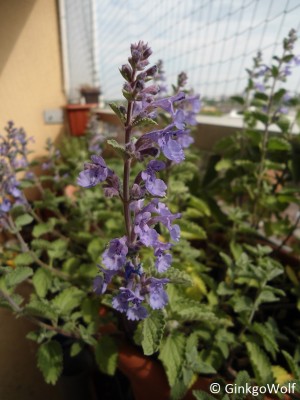 balkon_2016_05_19_nepeta.JPG