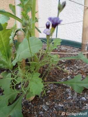 Blumen_imKübel (2).JPG