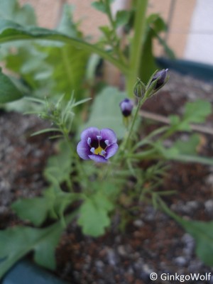 Blumen_imKübel (1).JPG