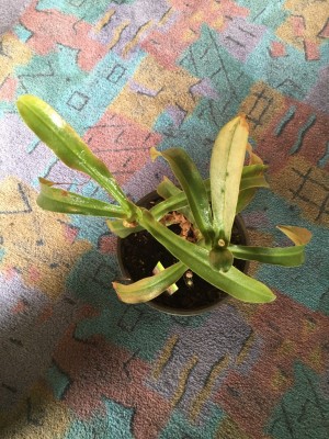 Nepenthes_3_krank.jpg