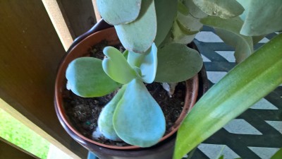WP_20160521_07_29_54_Pro.jpg