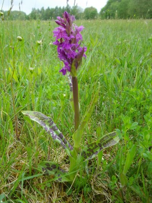 Breitblättriges Knabenkraut (Dactylorhiza majalis).JPG
