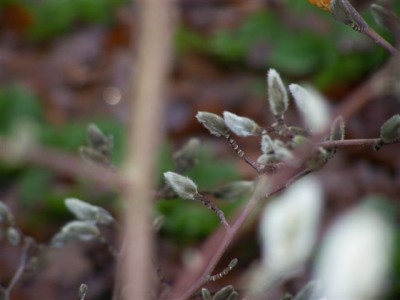 100_1441.jpg