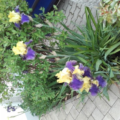 20160523_090635.jpg