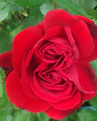 Doppelrose20160525_152743.jpg