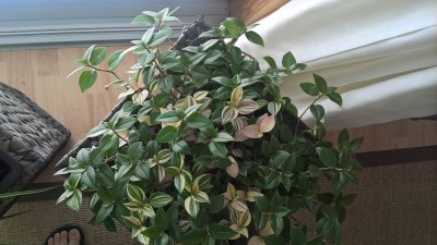 WP_20160526_09_36_57_Pro.jpg