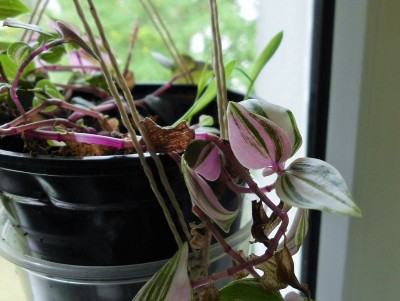 Tradescantia (2).JPG