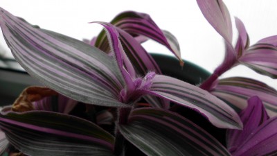 Tradescantia cerinthoides variegata (1).JPG
