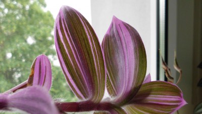 Tradescantia cerinthoides variegata (5).JPG