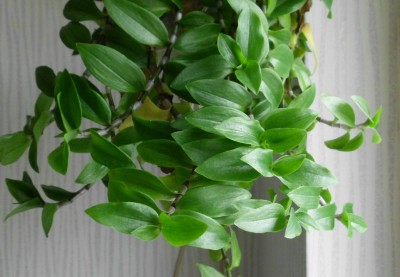 Tradescantia.JPG