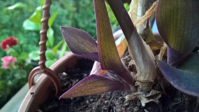 WP_20160526_20_18_42_Pro.jpg