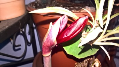 WP_20160526_20_19_05_Pro.jpg