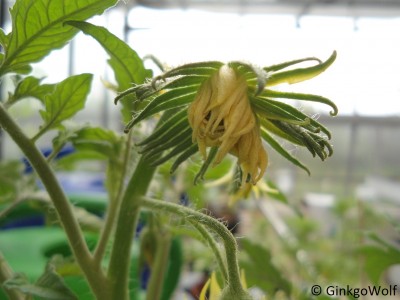 deformierteTomatenblüte.JPG