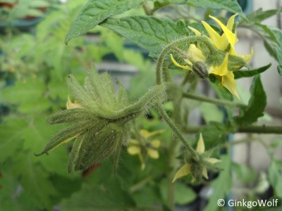 deformierteTomatenblüte_.JPG