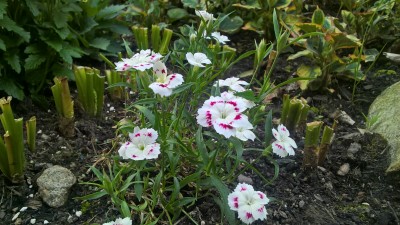 WP_20160527_19_28_32_Pro.jpg