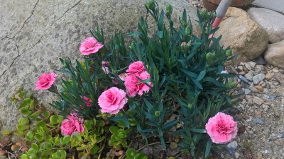 WP_20160527_19_29_26_Pro.jpg