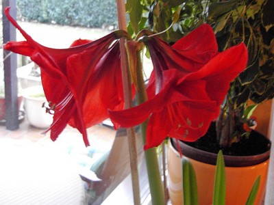 Amarylli Red Lion. 07.01.2007.JPG