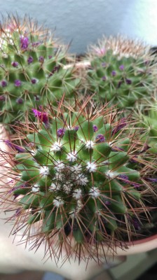 IMAG0495.jpg