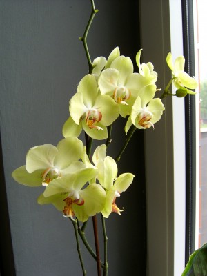 Phal.Blüte gelb 11.06.07.JPG