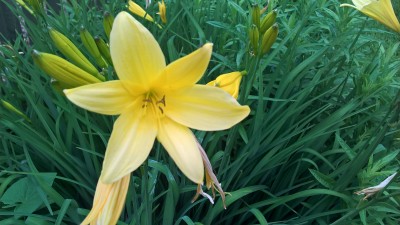 WP_20160528_16_12_01_Pro.jpg