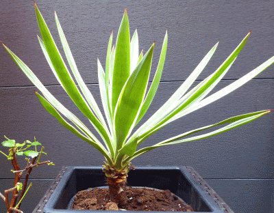 P1010811.gif