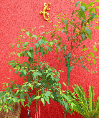 P1010821.gif