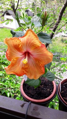 Hibiskus rosa sinensis_Apricot Cookie_Blüte_29.05.16.jpg