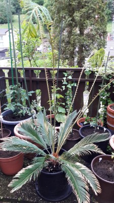 Cycas Revoluta2_29.05.16.jpg