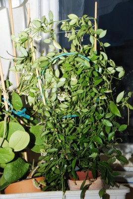 DSC_0878_H_lacunosa.jpg