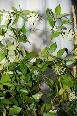 DSC_0879_H_lacunosa.jpg