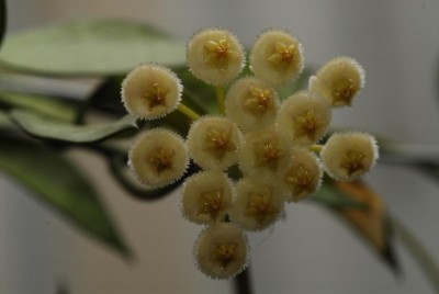 DSC_0880_H_lacunosa.jpg