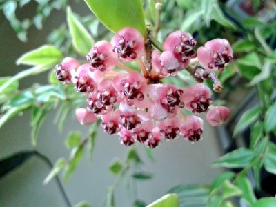 H.brevialata 29.5.16.jpg