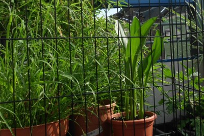 Zantedeschia (2).JPG