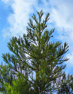 P1010851.gif