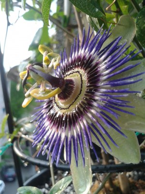 P.caerulea 28.5.16.jpg