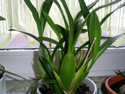 PICT0339.JPG